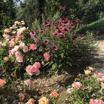 die Blumen lieben Sonne wie wir Menschen