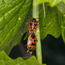 Schwarzrückige Gemüsewanze Eurydema ornata