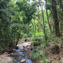 Regenwald in Queensland
