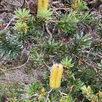 Bottle brush