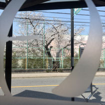 店内からの桜、三月末はいつも最高です