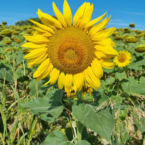De grands champs de tournesols