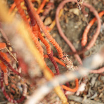 Sheltering roots to Pachamama (detail). Fotografie Yori Ettema