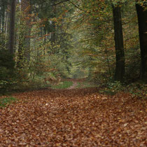 Herbstlicher Tunnel - Ort: Kleckerwald - Foto: Marina Staniek