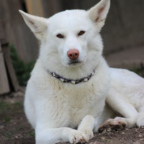Loona