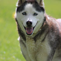 Shira