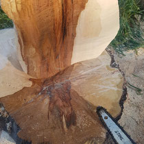Detail Rotkern