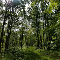 Bois de Crozat - Peyrat-le-Château