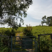 Les landes des Roches Brunagères ou du Puy la Besse - Peyrat-le-Château