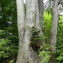 17 Buche mit Untermietern - Ort: Jenischpark - Foto: Gesine Schwerdtfeger