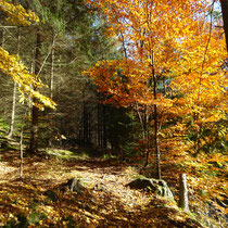 Forststeig: Zu jeder Jahreszeit reizvoll, im Winter ist der Forststeig allerdings "geschlossen".