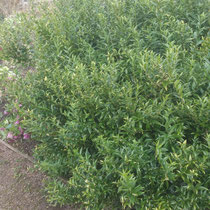 sarcoccoca