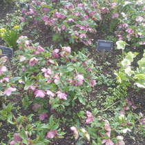 helleborus