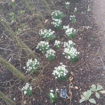 galanthus