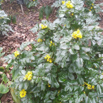 mahonia