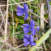 Veilchen