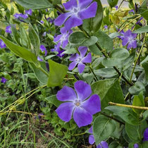 Belle fleur au Gîte Daur Bocou