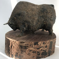 TORO DE TERA