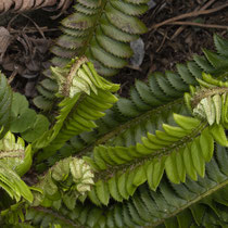 Lanzenfarn  •  Polystichum lonchitis.  © Françoise Alsaker