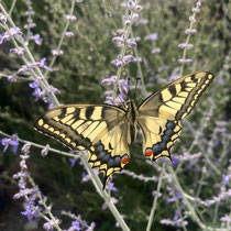 Schwalbenschwanz (Papilio machaon)