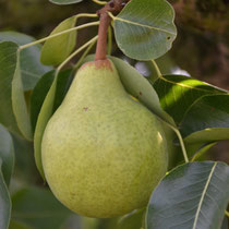 Poire comice