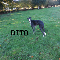 DITO