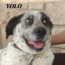 YALA