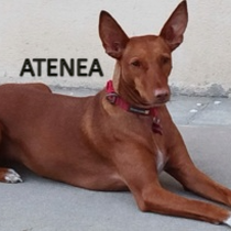 ATENEA