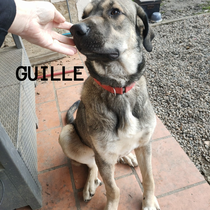 GUILLE