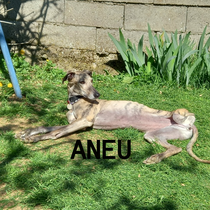 ANEU