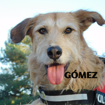 GÓMEZ
