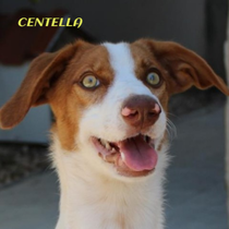 CENTELLA