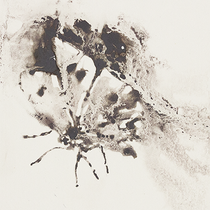 Série volatilisation silencieuse, Papillon III, 53x23cm