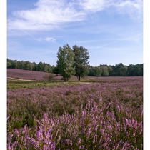 Heideblüte - Foto: Jonas Klinke