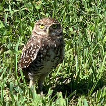 Kanincheneule im Garten der Villa Sunsetcorner, Cape Coral