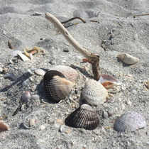 Bowman's Beach, Sanibel Island