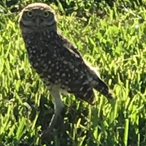 Kanincheneule im Garten der Villa Sunsetcorner, Cape Coal