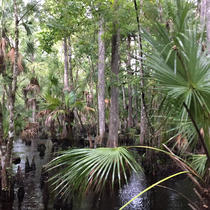 Babcock Ranch, Punta Gorda