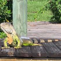Leguan auf einem Bootssteg in den Kanälen von Cape Coral
