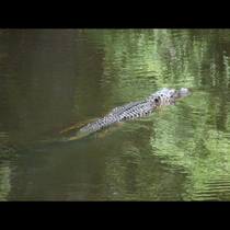 Babcock Ranch, Punta Gorda