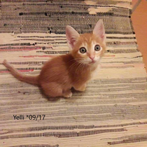 Yelli