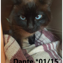 Dante