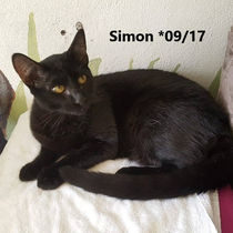 Simon