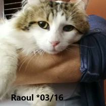Raoul