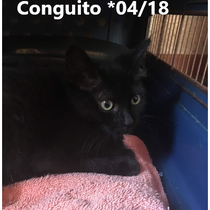 Conguito