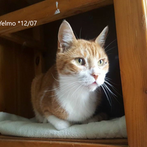 Yelmo