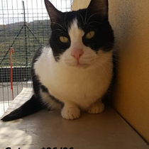 Gatoso