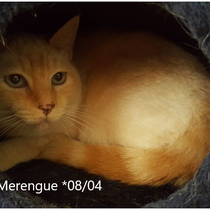 Merengue