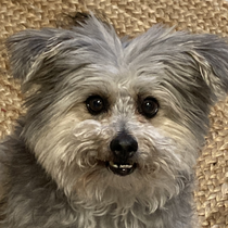Molly 40260226