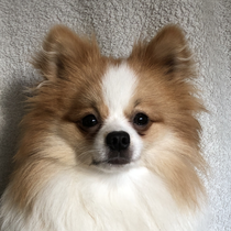 Mushu 118261224